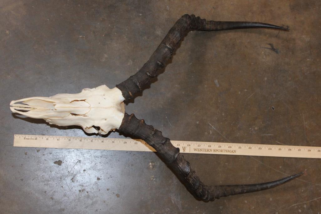 IMPALA Skull - 5