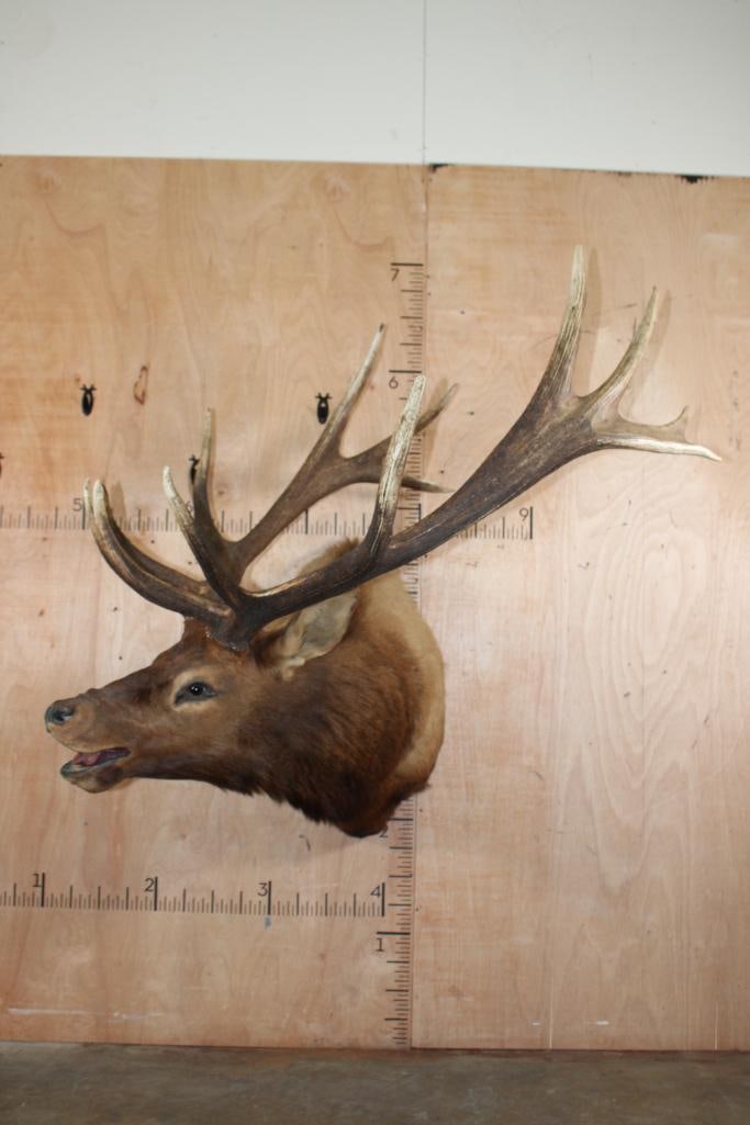 XXL 14-Point Bugling ELK Shoulder Mount: XXL 14-Point Bugling ELK Shoulder Mount with a 42" Spread. This is an older mount in Good Condition. TAXIDERMY 