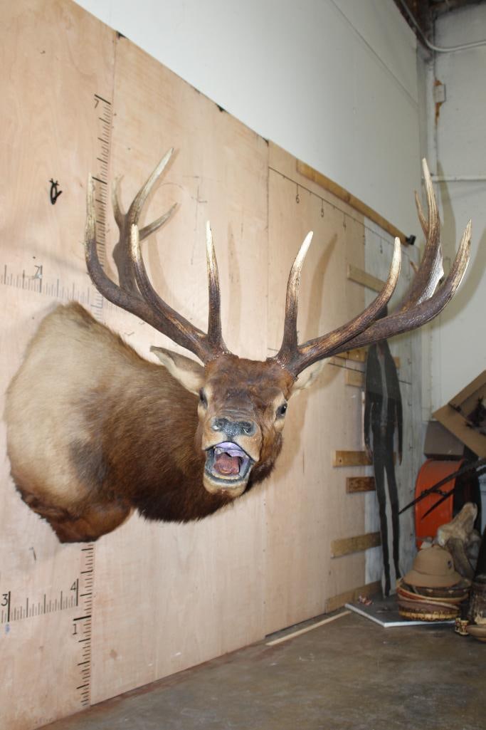 XXL 14-Point Bugling ELK Shoulder Mount - 2