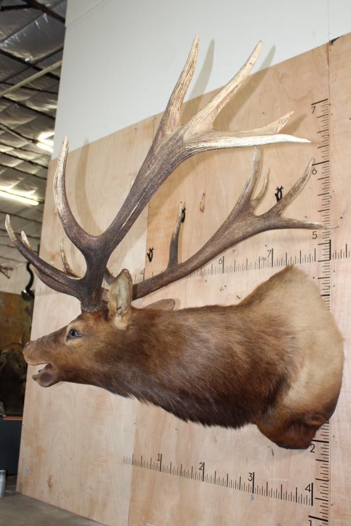 XXL 14-Point Bugling ELK Shoulder Mount - 3