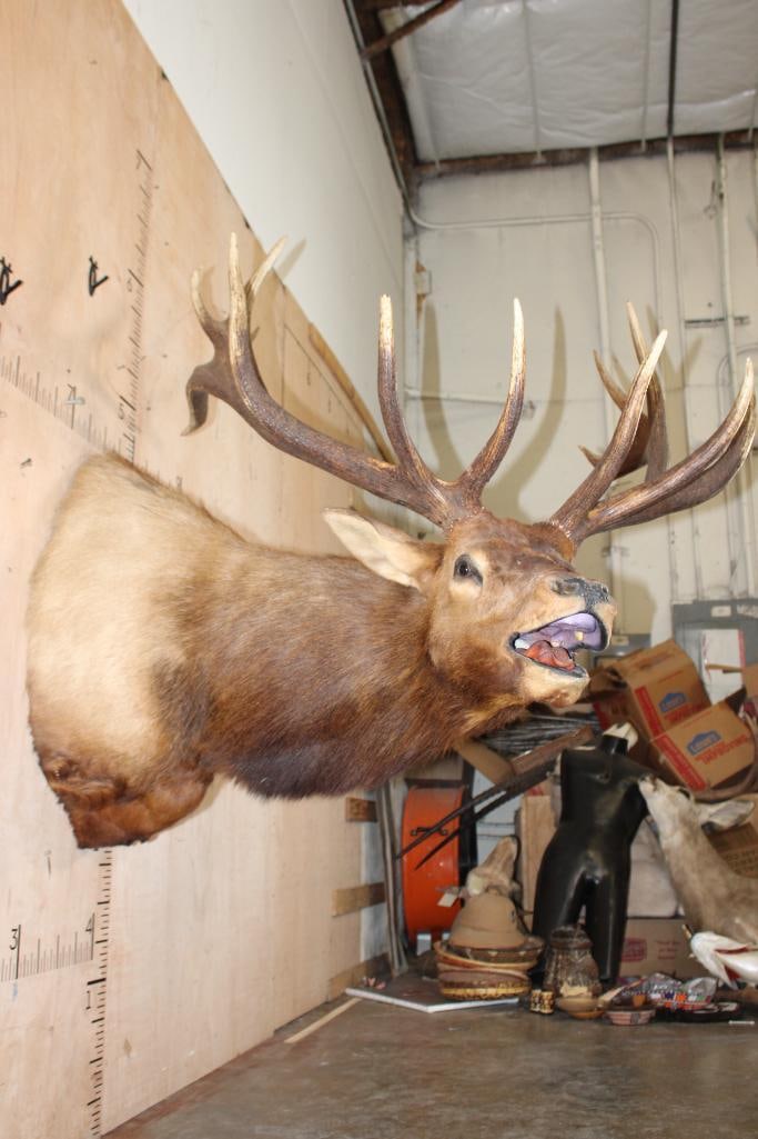 XXL 14-Point Bugling ELK Shoulder Mount - 4
