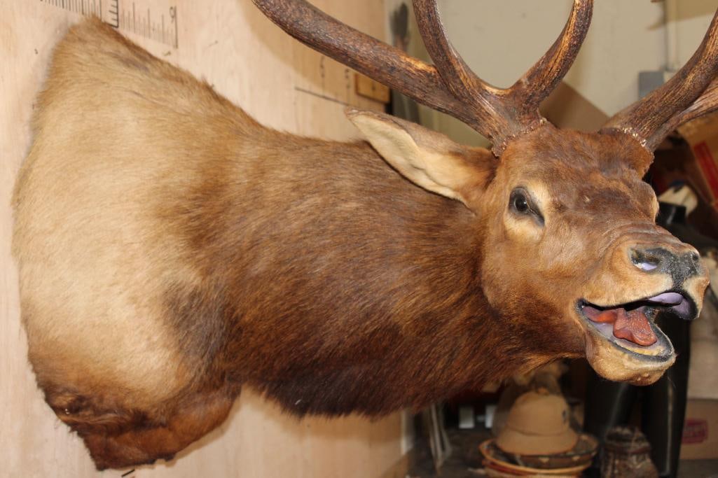 XXL 14-Point Bugling ELK Shoulder Mount - 5