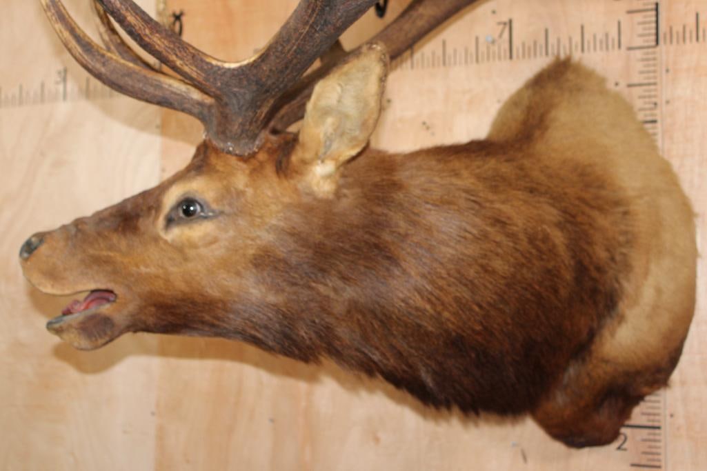 XXL 14-Point Bugling ELK Shoulder Mount - 6