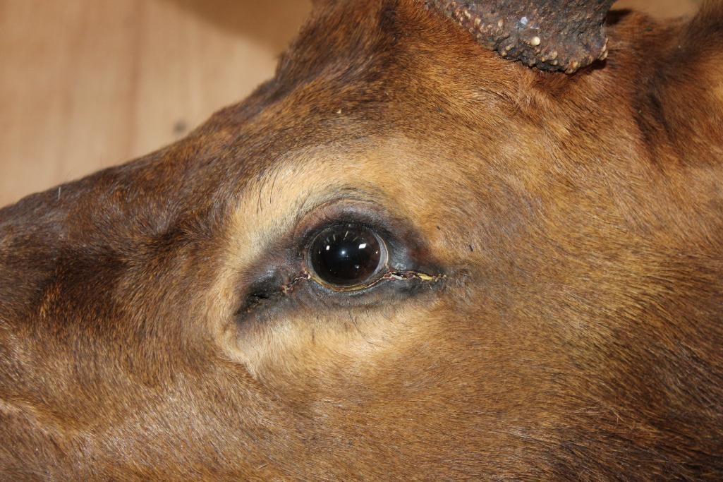 XXL 14-Point Bugling ELK Shoulder Mount - 7