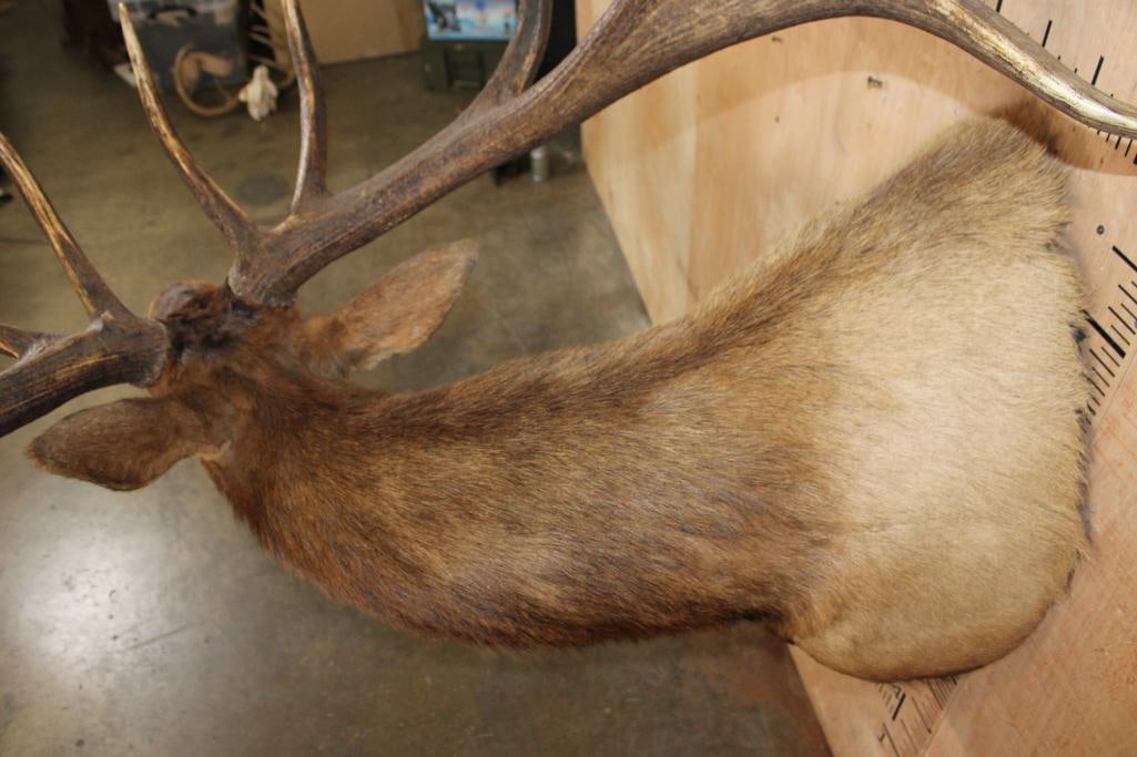XXL 14-Point Bugling ELK Shoulder Mount - 8