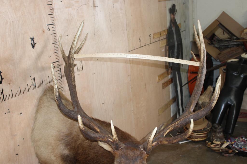XXL 14-Point Bugling ELK Shoulder Mount - 9