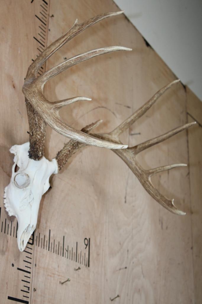 Big A-Grade 9-Point WHITETAIL DEER Skull - 3