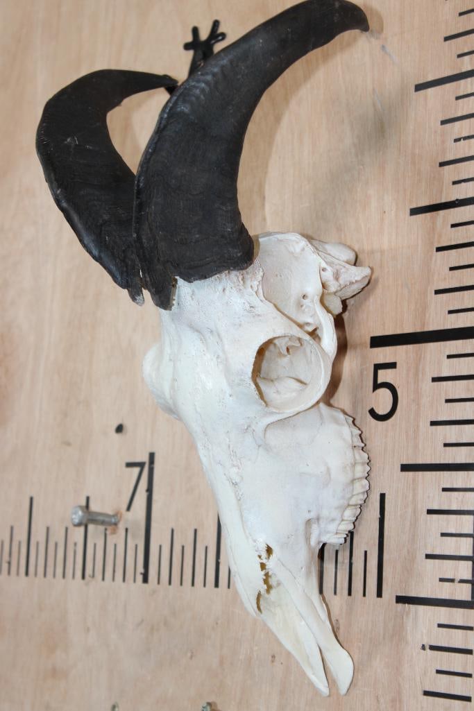 HIMALAYAN TAHR Skull: Nice HIMALAYAN TAHR Skull with All its Teeth. The Horns measure 11.75" Long and 11" Long. TAXIDERMY SKULLS 