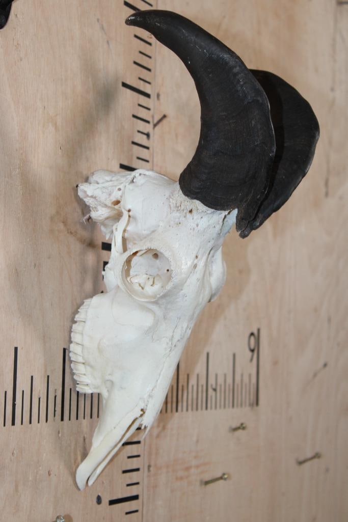 HIMALAYAN TAHR Skull - 2