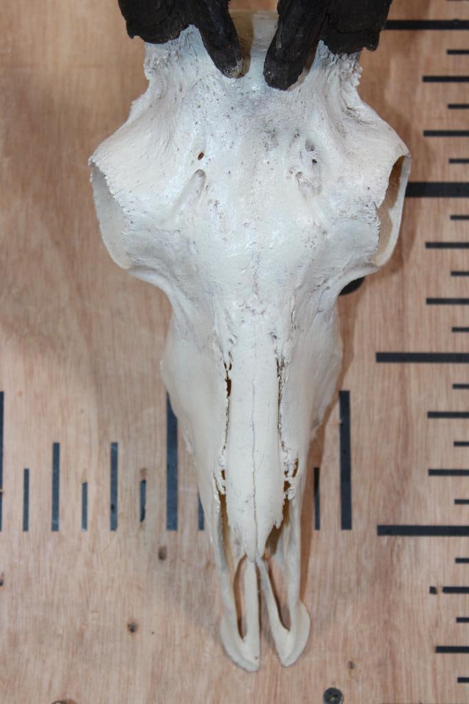 HIMALAYAN TAHR Skull - 3
