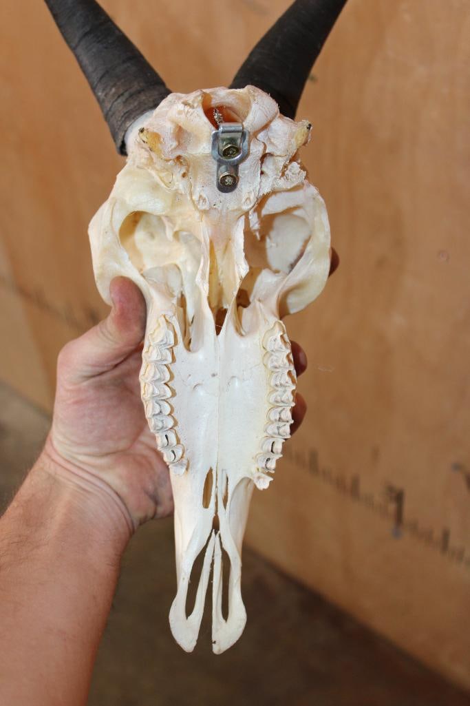 HIMALAYAN TAHR Skull - 4