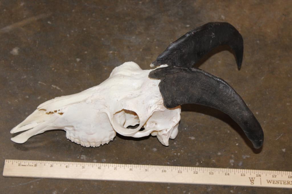 HIMALAYAN TAHR Skull - 5