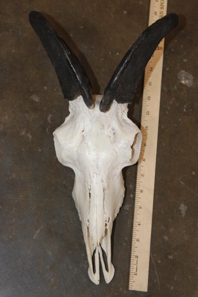 HIMALAYAN TAHR Skull - 6