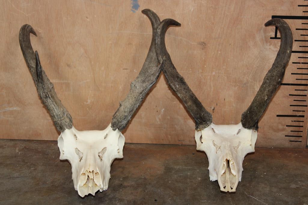 (2) PRONGHORN Skulls: 2 PRONGHORN Skulls. One has nose damage, both have All their Teeth. TAXIDERMY SKULLS 