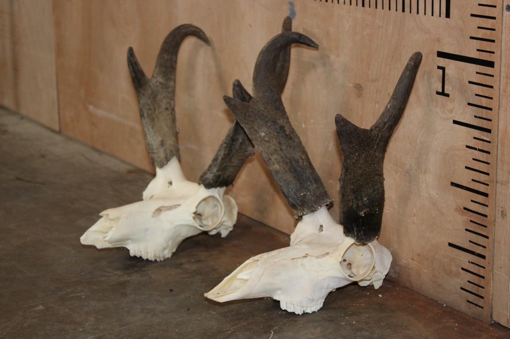 (2) PRONGHORN Skulls - 2