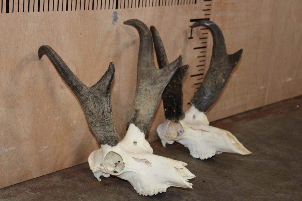 (2) PRONGHORN Skulls - 3