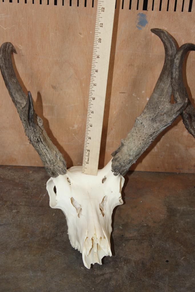 (2) PRONGHORN Skulls - 4