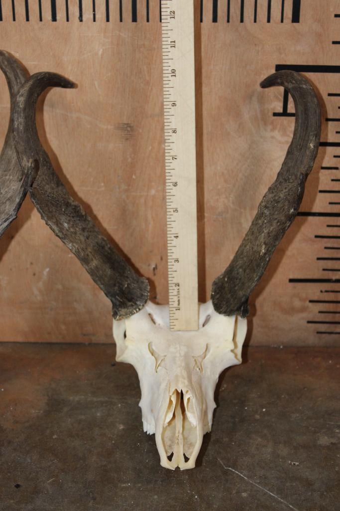 (2) PRONGHORN Skulls - 5