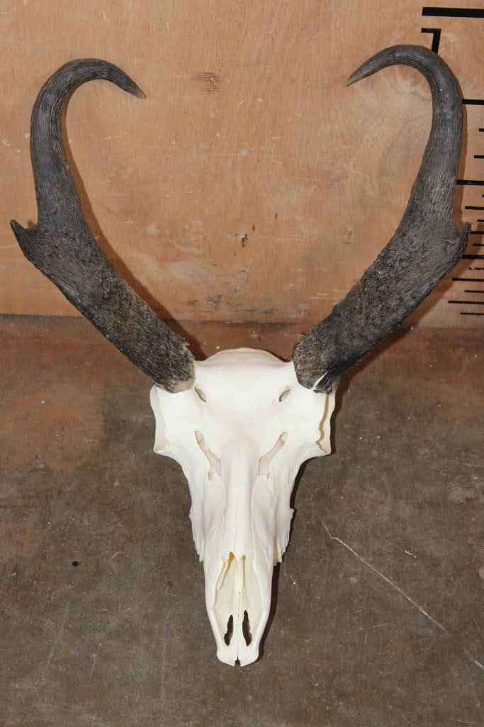 A-Grade PRONGHORN Skull: Nice and Clean A-Grade PRONGHORN Skull. It has All its Teeth and Nasal Turbinates. TAXIDERMY SKULLS 