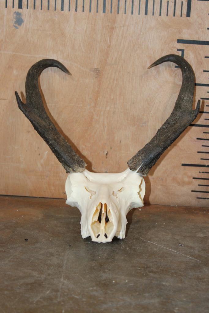 A-Grade PRONGHORN Skull - 2
