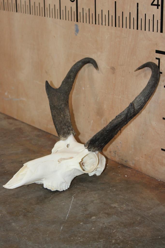 A-Grade PRONGHORN Skull - 3