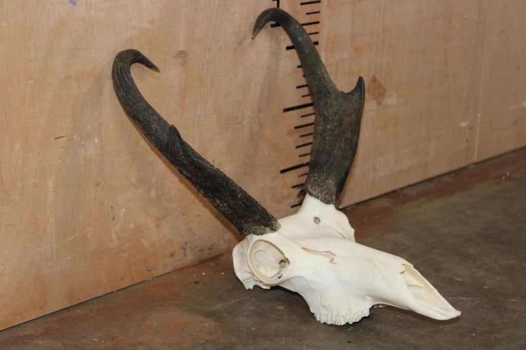 A-Grade PRONGHORN Skull - 4