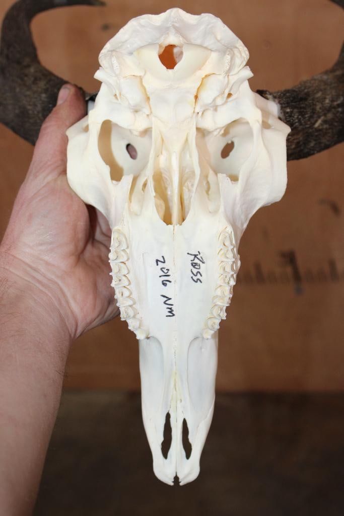 A-Grade PRONGHORN Skull - 6