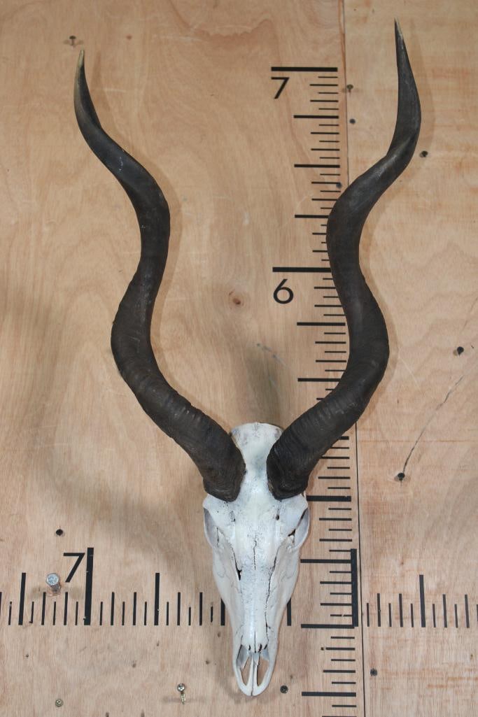 *Rarely Seen* LESSER KUDU Skull (1 of 6)