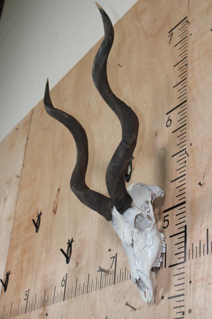 *Rarely Seen* LESSER KUDU Skull - 2