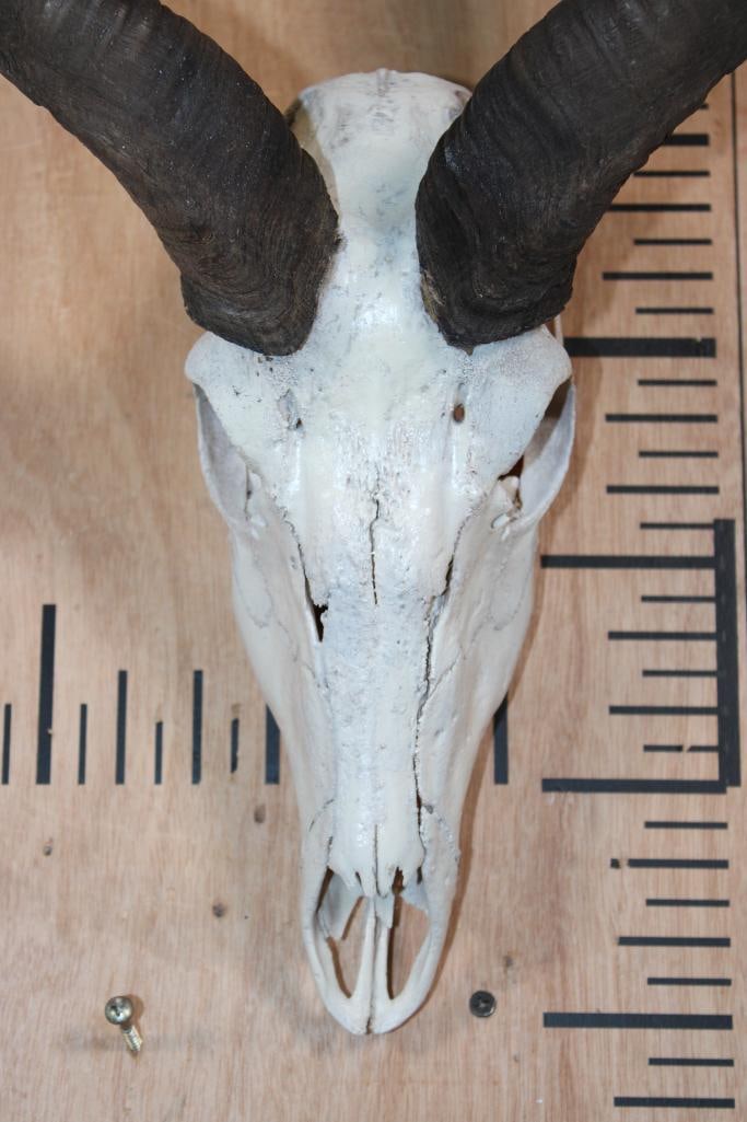 *Rarely Seen* LESSER KUDU Skull - 4
