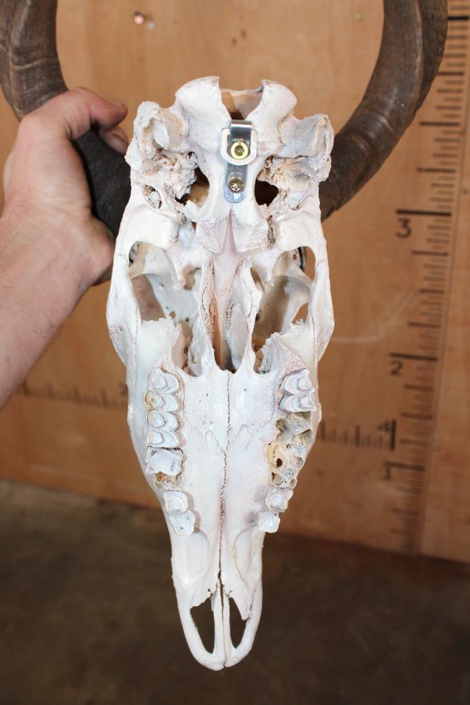 *Rarely Seen* LESSER KUDU Skull - 5