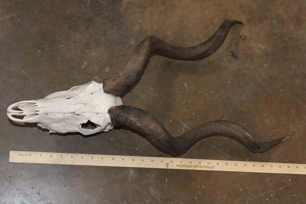 *Rarely Seen* LESSER KUDU Skull - 6