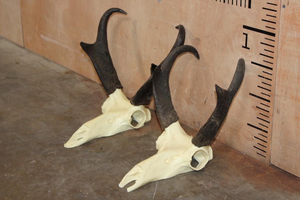 (2) Sets of PRONGHORN Horns on Reproduction Skulls - 2