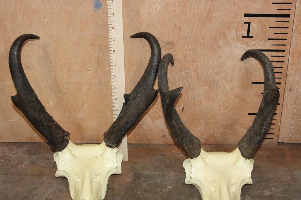 (2) Sets of PRONGHORN Horns on Reproduction Skulls - 4