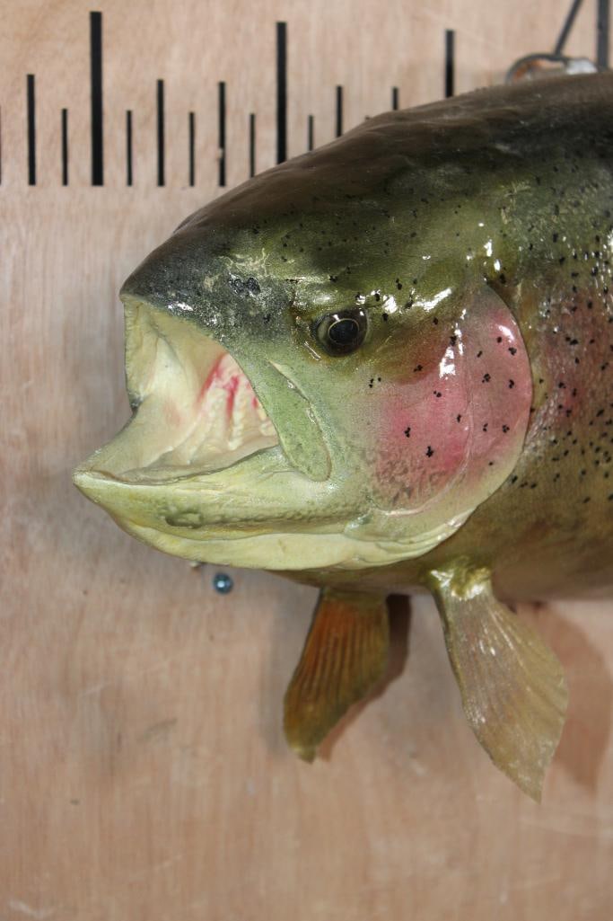 Big RAINBOW TROUT Fish Mount - 2