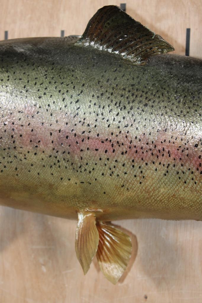 Big RAINBOW TROUT Fish Mount - 3