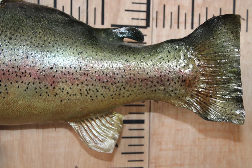 Big RAINBOW TROUT Fish Mount - 4