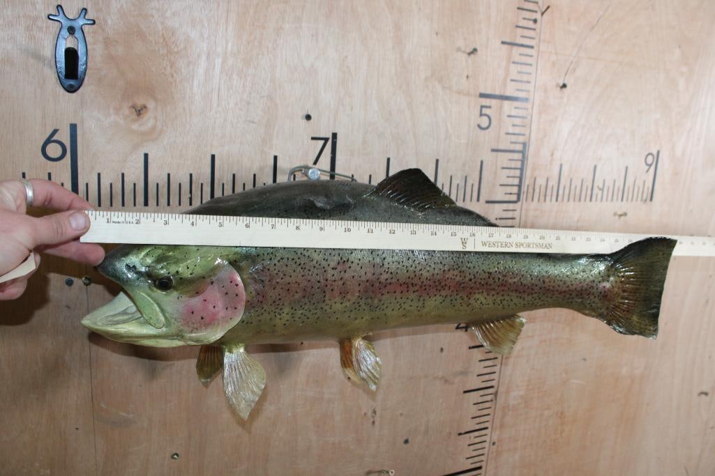 Big RAINBOW TROUT Fish Mount - 5