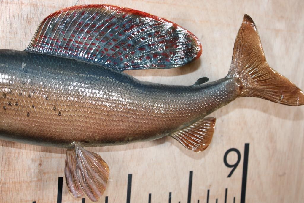 *Real Skin* ARTIC GRAYLING Fish Mount - 4