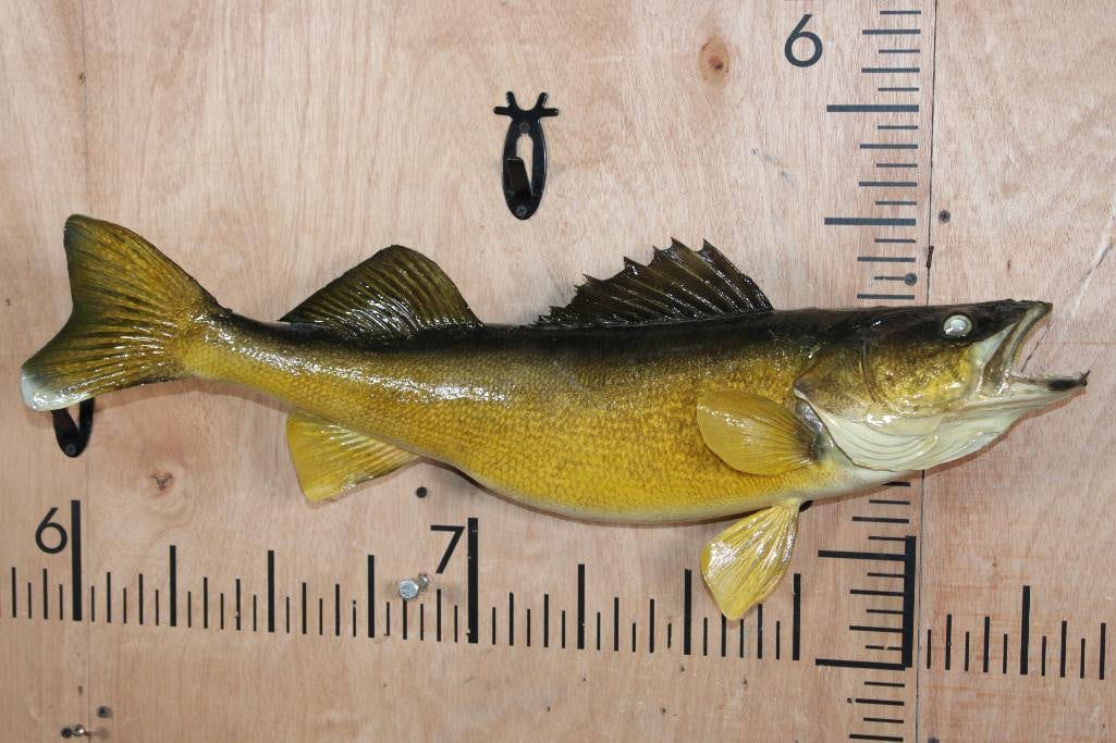 *Real Skin* WALLEYE Fish Mount: *Real Skin* WALLEYE Fish Mount, it measures 26.5" Long. There is minor tail fin damage, otherwise it is in Very Good Condition. TAXIDERMY FISH 