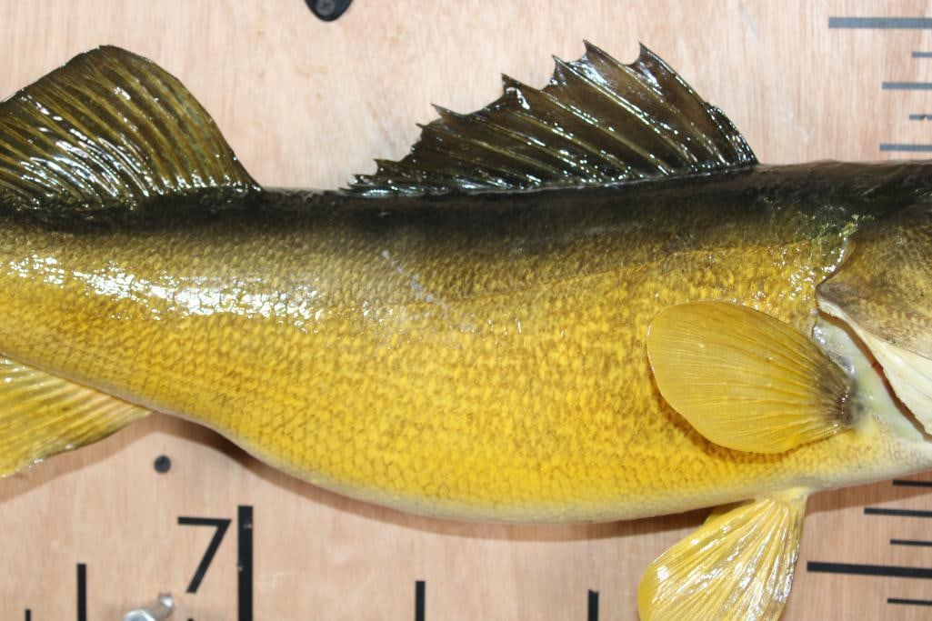 *Real Skin* WALLEYE Fish Mount - 3