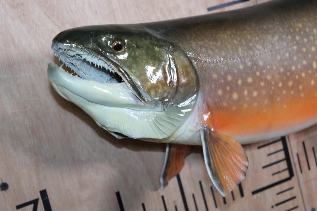 *Real Skin* ARTIC CHAR Fish Mount - 2