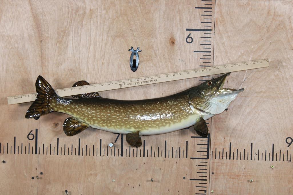 *Real Skin* NORTHERN PIKE Fish Mount - 5