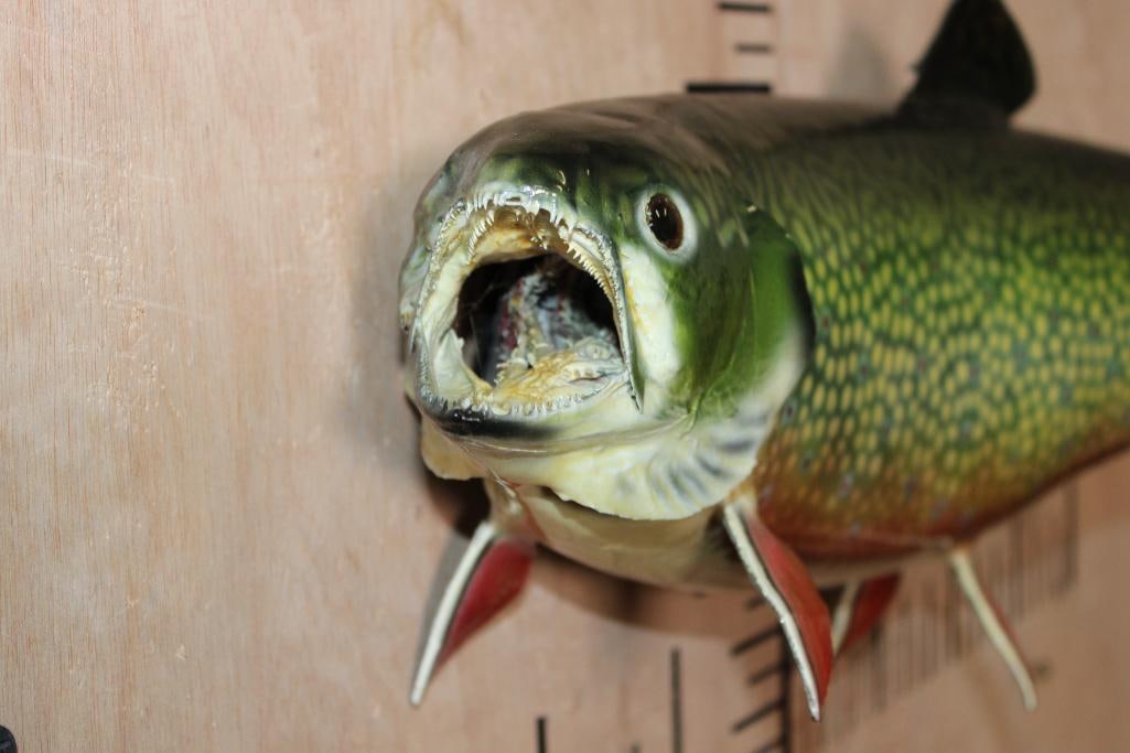 *Real Skin* ADIRONDACK BROOK TROUT Fish Mount - 5