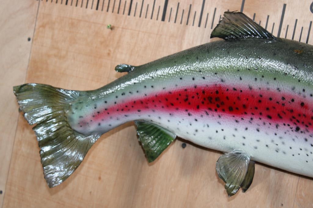 *Real Skin* RAINBOW TROUT with a Reproduction Head Fish Mount - 3