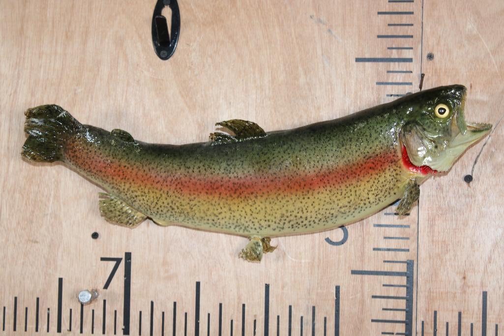 *Real Skin* RAINBOW TROUT Fish Mount: *Real Skin* RAINBOW TROUT Fish Mount. This is an older mount that measures 19" Long, most fins have damage. TAXIDERMY FISH 