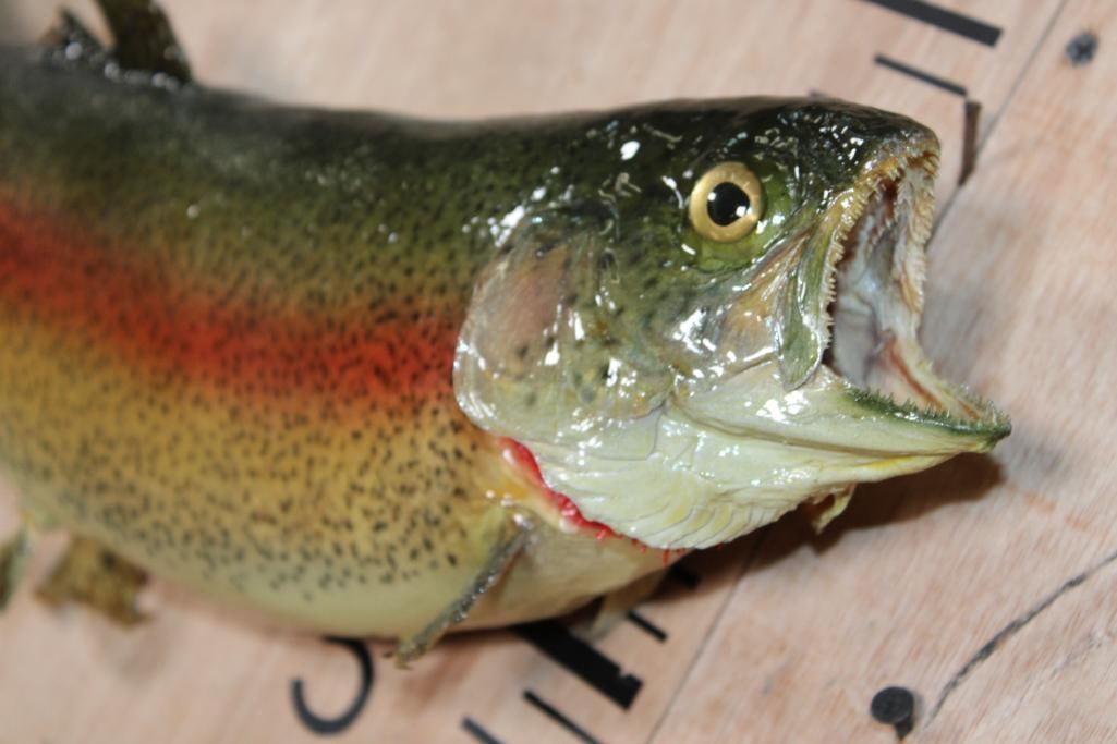 *Real Skin* RAINBOW TROUT Fish Mount - 2