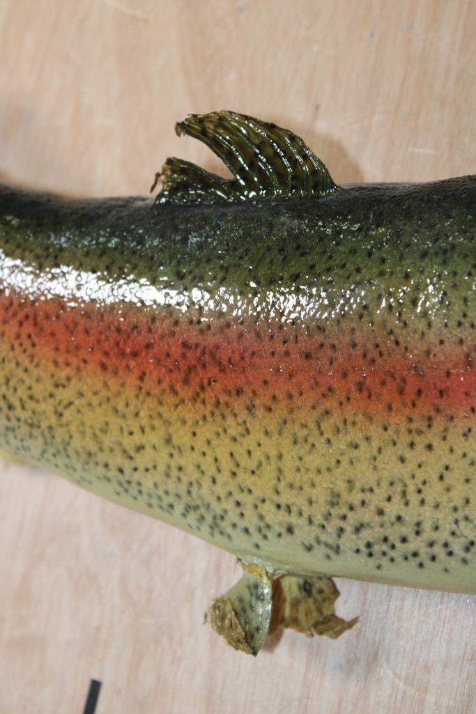*Real Skin* RAINBOW TROUT Fish Mount - 3