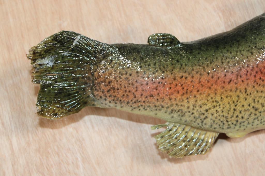 *Real Skin* RAINBOW TROUT Fish Mount - 4