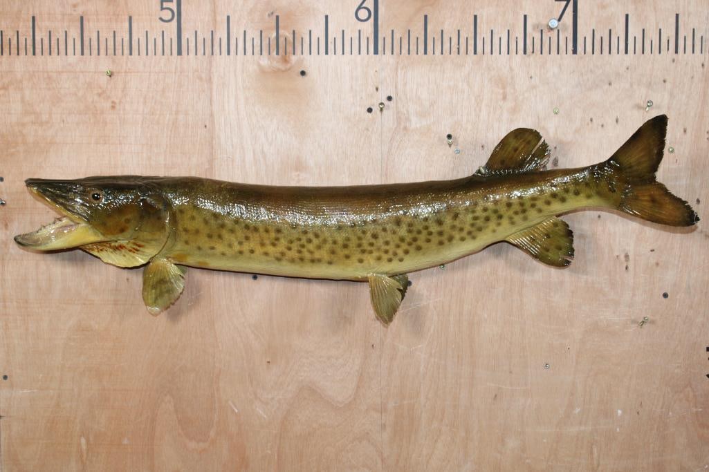 *Real Skin* MUSKIE or MUSKELLUNGE Fish Mount: *Real Skin* MUSKIE or MUSKELLUNGE Fish Mount. It measures 39" Long. This is an older mount in Good Condition. TAXIDERMY FISH 